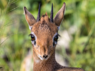 Krugerpark - Wimpers