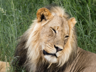 Krugerpark - Geef me wat rust