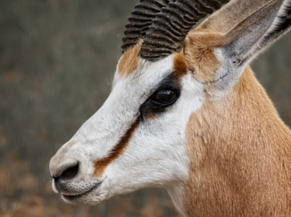 Krugerpark - Springbok