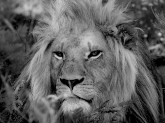 Zuid-Afrika - Majestic