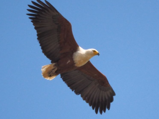 Zuid-Afrika - Visarend in St. Lucia