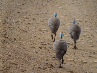 Zuid-Afrika - Verrassende natuur