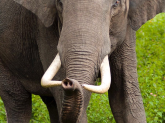Zuid-Afrika - Kruger park