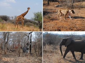 Rondreis Zuid-Afrika in twee weken - Vier van de big 5 persoonlijk gemaakte foto's