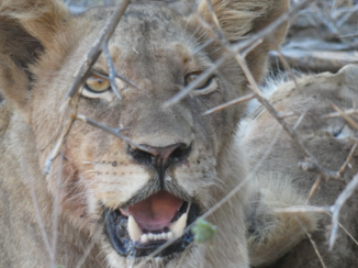 Zuid-Afrika - Ximongwe River Camp