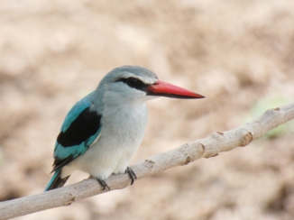 Zuid-Afrika - Woodland Kingfisher