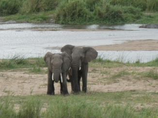 Zuid-Afrika - vanuit Crocodile River Camp Komatipoort