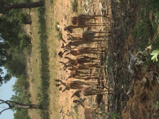 Zuid-Afrika - Game reserve Vaalwater