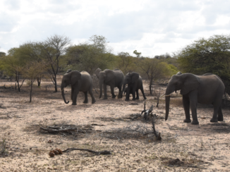 Zuid-Afrika - Kruger Park