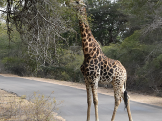 Zuid-Afrika - Kruger Park