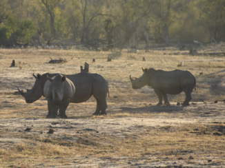 Zuid-Afrika - Kruger Park