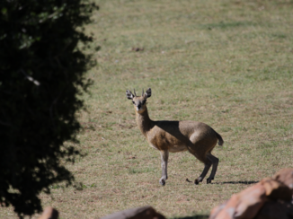 Zuid-Afrika - Kololo