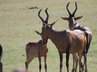 Zuid-Afrika - Hartebeest