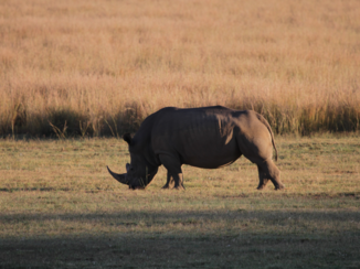 Zuid-Afrika - Neushoorn