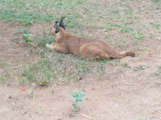 Zuid-Afrika - Caracal