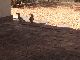 Zuid-Afrika - Waiting for breakfast