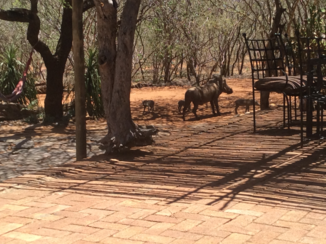 Zuid-Afrika - Als we de deur niet dicht houden komen ze de keuken leeg halen