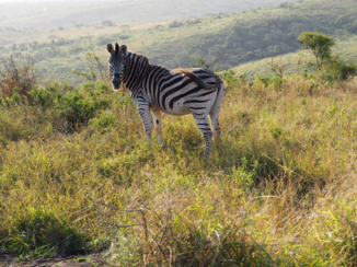 Zuid-Afrika - Op safari!