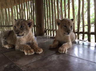 Zuid-Afrika - Baby lions!