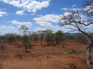 Rondreis Zuid-Afrika in drie weken - Savanne Krugerpark