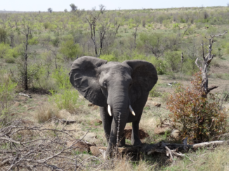Rondreis Zuid-Afrika in drie weken - Wildlife is geweldig
