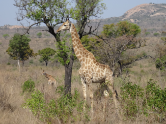 Rondreis Zuid-Afrika in drie weken - Voor het eerst een giraf zien in het wild wauw!!!