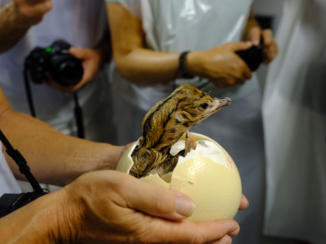 Zuid-Afrika - Struisvogel uit ei