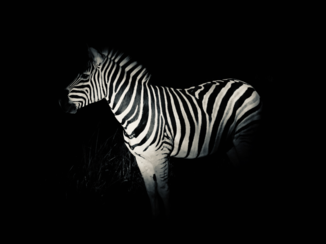 Zuid-Afrika - Zebra