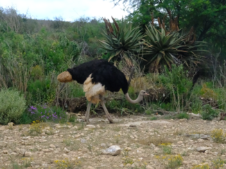 Zuid-Afrika - Struisvogel