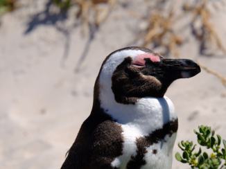 Zuid-Afrika - Pinguin