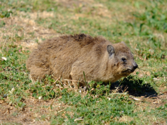 Zuid-Afrika - Dassie