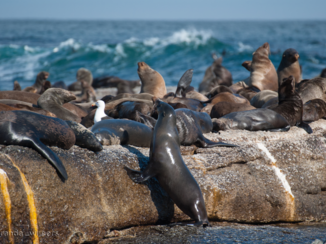 Kaapstad - Seal Island bij Houtbaay