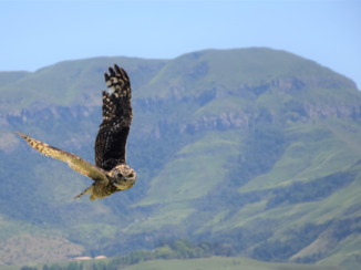 Zuid-Afrika - Drakensberge