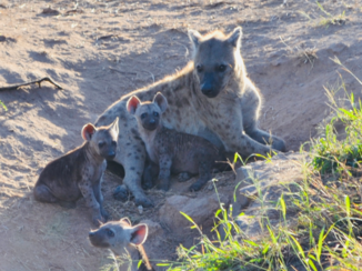 Krugerpark - Hyena