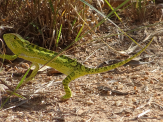 Krugerpark - Kameleon