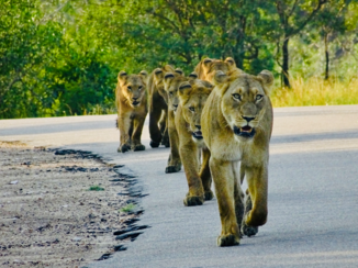 Krugerpark - Lions