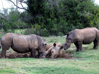 Zuid-Afrika - Sibuya