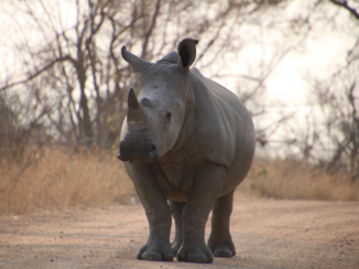 Zuid-Afrika - Blokkade op de weg