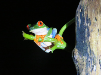 ANWB Vakantie - Rood oog maki kikker