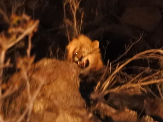 Krugerpark - Leeuw in het kamp