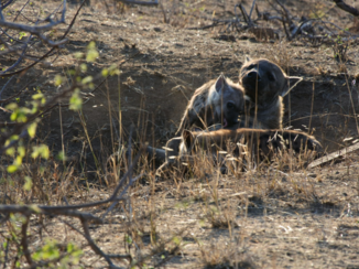 Krugerpark - Heerlijk bij moeders