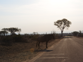 Krugerpark - Waar is het zebrapad?