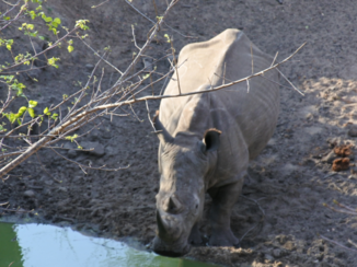 Krugerpark - Oersterk