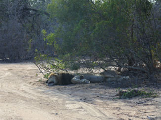 Krugerpark - Laat me slapen