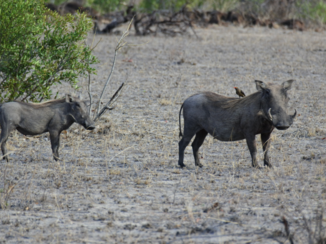 Krugerpark - It's me Pumba!