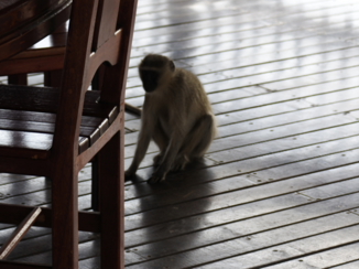 Krugerpark - Nieuwsgierige aap