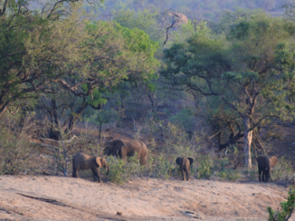 Krugerpark - One big family
