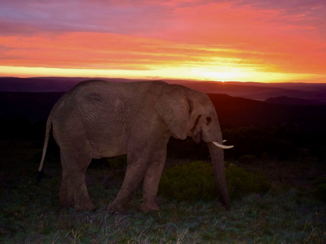 Rondreis van Johannesburg naar Kaapstad - Founders lodge big male elephant against evening sky