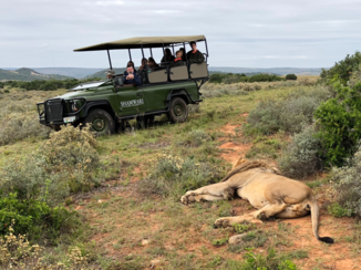 Rondreis van Johannesburg naar Kaapstad - Shamwari game reserve - 1 belgian got out to make this photo