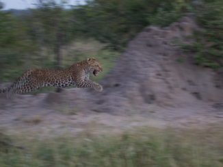 Rondreis Zuid-Afrika in twee weken - Go for it!!